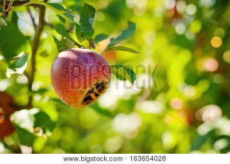 Italian typical rotten apple on the tree
