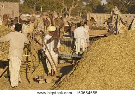 NAGAUR, RAJASTHAN, INDIA - FEBRUARY 14, 2008: Piles of ground up plant material for sale as animal fodder at the annual livestock fair in Nagaur, India.