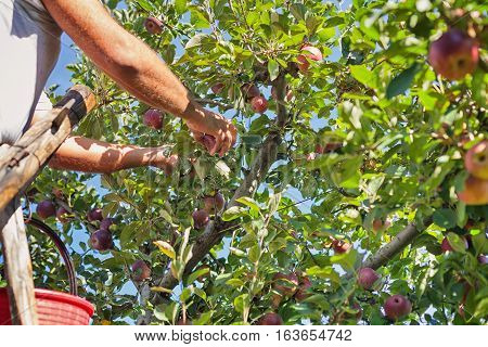Worker picking Italian typical apples from tree