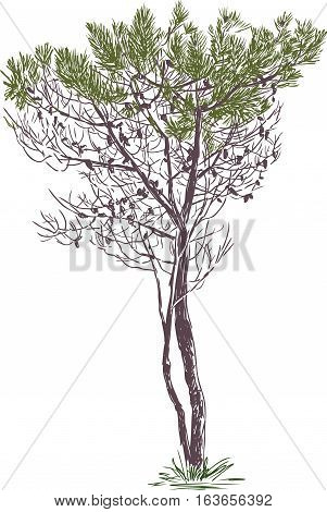 Vector Drawing Of A Small Pine Tree