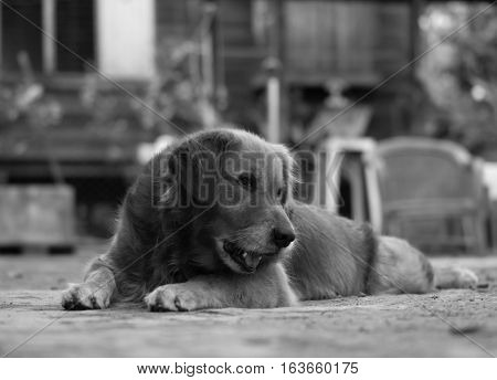 BLACK AND WHITE PHOTO OF GOLDEN RETRIEVER GAZING AT SOMETHING
