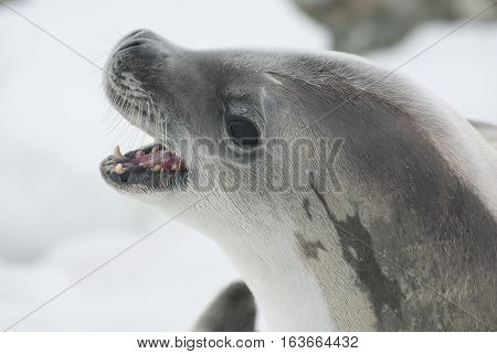 crabeater seal portrait with open mouth lying on ice floe