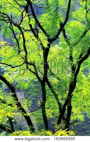 A tree with green leaves backlit by the sun in the wuyishan scenic area in Fujian province China.