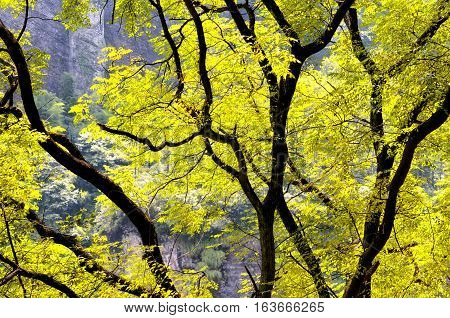 A tree with yellow leaves backlit by the sun in the wuyishan scenic area in Fujian province China.