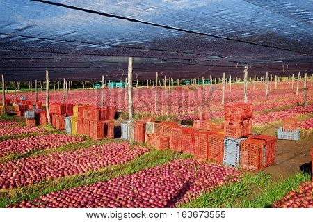 lot of Italian typical apples in the plantation