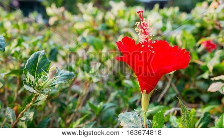 The red hibiscus flower in the garden