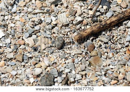 Seashell background. On the dutch sea shore.