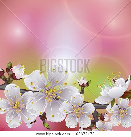 Flowering branch of apricot. Beautiful spring background