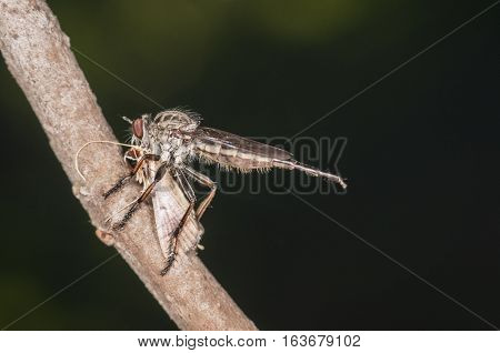 robberfly eating another fly on tree limb green background