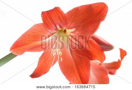 Red zephyr flowers blossom isolated on white background closeup