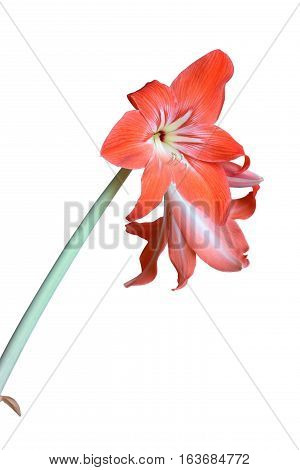 Red zephyr flowers blossom isolated on white background closeup
