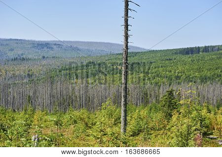 Forest dieback by bark beetle infestations and Kyrill storm, Bavarian Forest - Sumava National Park border. Dead trees. Germany - Czech Republic
