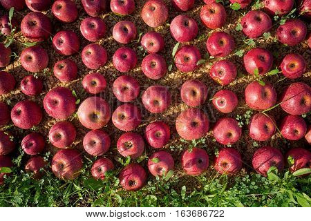 lot of Italian typical apples on the ground