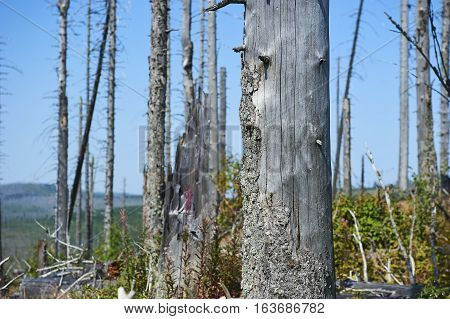 Forest dieback by bark beetle infestations and Kyrill storm, Bavarian Forest - Sumava National Park border. Dead trees. Germany - Czech Republic