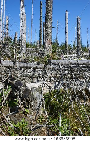 Forest dieback by bark beetle infestations and Kyrill storm, Bavarian Forest - Sumava National Park border. Dead trees. Germany - Czech Republic