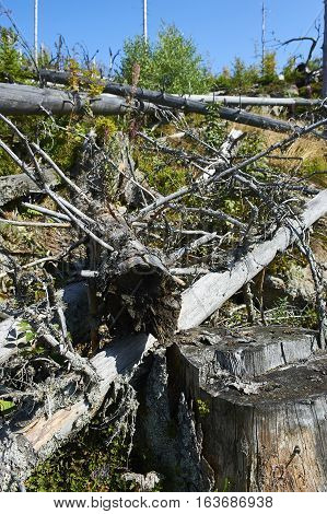 Forest dieback by bark beetle infestations and Kyrill storm, Bavarian Forest - Sumava National Park border. Dead trees. Germany - Czech Republic
