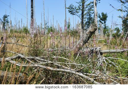 Forest dieback by bark beetle infestations and Kyrill storm, Bavarian Forest - Sumava National Park border. Dead trees. Germany - Czech Republic