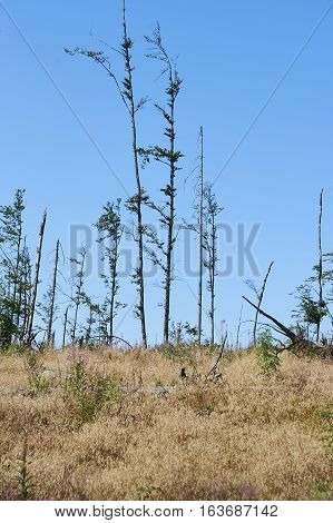 Forest dieback by bark beetle infestations and Kyrill storm, Bavarian Forest - Sumava National Park border. Dead trees. Germany - Czech Republic