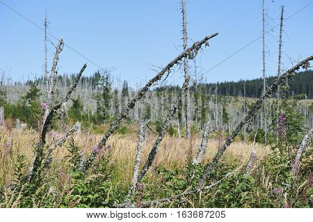 Forest dieback by bark beetle infestations and Kyrill storm, Bavarian Forest - Sumava National Park border. Dead trees. Germany - Czech Republic