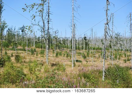 Forest dieback by bark beetle infestations and Kyrill storm, Bavarian Forest - Sumava National Park border. Dead trees. Germany - Czech Republic