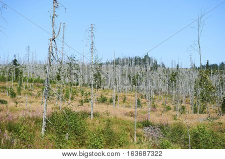 Forest dieback by bark beetle infestations and Kyrill storm, Bavarian Forest - Sumava National Park border. Dead trees. Germany - Czech Republic