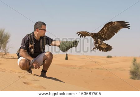 Dubai, UAE, December 3rd, 2016: Falconer with Greater Spotted Eagle (clanga Clanga) in a desert near Dubai