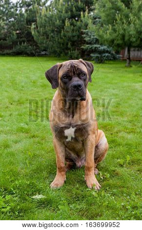 Closeup portrait of Little puppy (age five months) breed South African Boerboel (South African Mastiff)