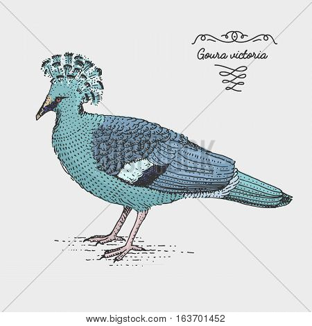 Victoria Crowned Pigeon engraved, hand drawn vector illustration in woodcut scratchboard style, vintage drawing australian species. goura