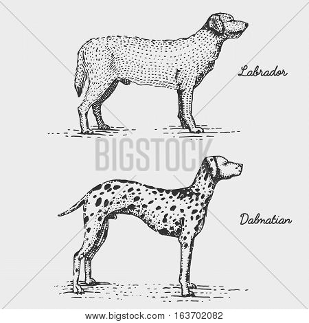 dog breeds engraved, hand drawn vector illustration in woodcut scratchboard style, vintage species. labrador retriever and dalmatian