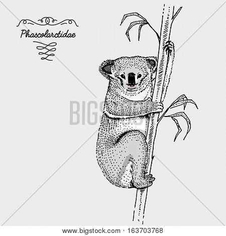 Koala Bear engraved, hand drawn vector illustration in woodcut scratchboard style, vintage drawing australian species. phascolarctidae on tree