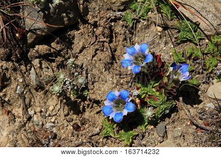 Himalayan gentian photographed in the Everest National Park Nepal.