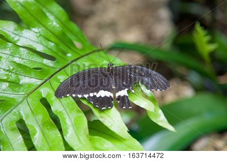 Broken Win Black Butterfly