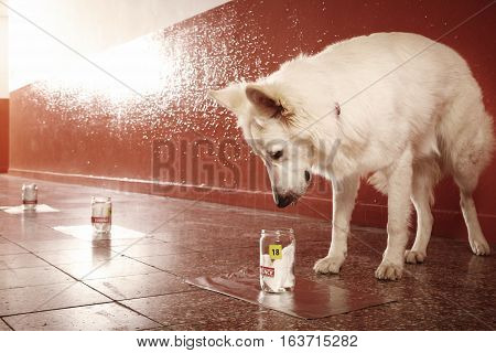Positive identification of odor traces by police dog on location