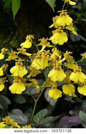 The Dancing Lady orchid displaying its bright yellow grace in a tropical garden in Hawaii