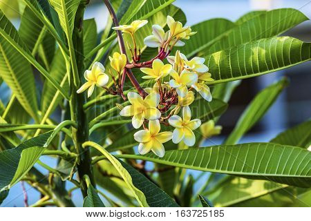 Plumeria Frangipini Blossums Flowers Sea of Galilee Israel. Used to make flower leis in Hawai also used to produce perfume because of fragarance