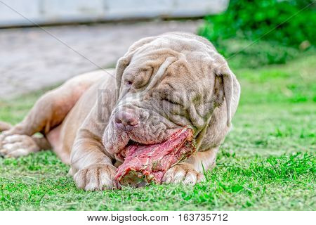 Grey Neapolitan Mastiff Dog Lying On A Meadow And Eat A Raw Bone