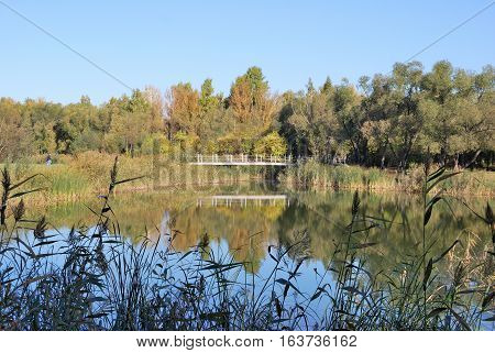 Autumn in Siberian forest Omsk region Russia
