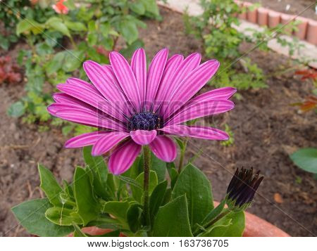 Osteospermum ecklonis in the garden, Omsk region Russia