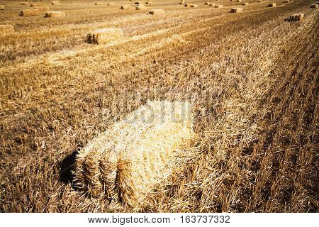 Bales of straw in a field at harvest