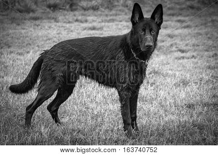 The black German Shephard. Shot in Denmark
