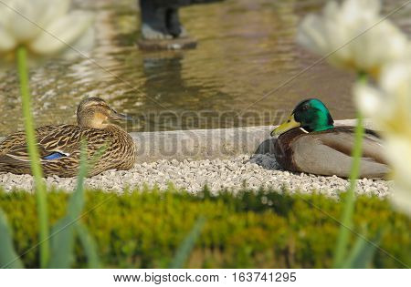 Two cute duck sitting near the fountain