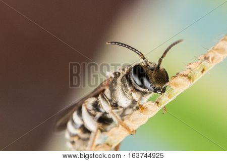 A Hoverfly on a tree limb is resting, close up