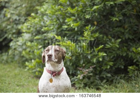 Bird dog outdoors looking toward the camera