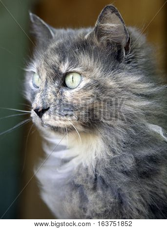 Close Up Of Cat