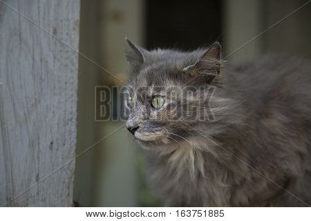 Gray Cat
