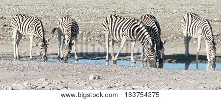 Zebras