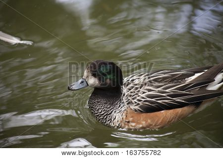 American wideon duck (Anas americana) swimming in a lake