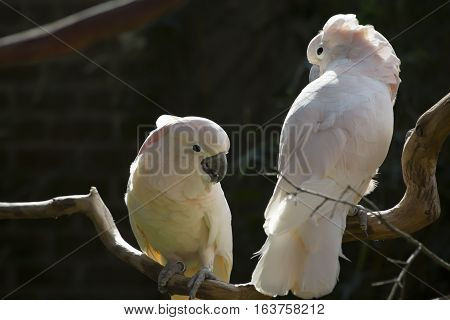 Two salmon-crested cockatoos on a bare limb