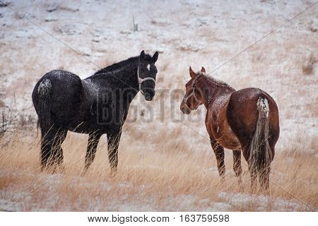 winter in the mountains cople horses that look at you