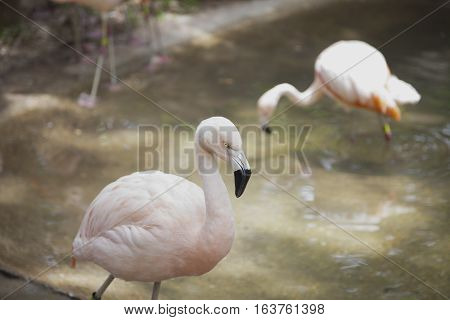 Close up of a flamingo in a lagoon